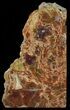 Tall Arizona Petrified Wood Bookends - Salmon Color #52514-1